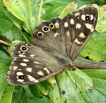 speckled wood